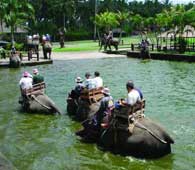 elephant safari